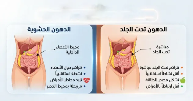 ما هي الدهون الحشوية ولماذا تختلف عن الدهون تحت الجلد؟