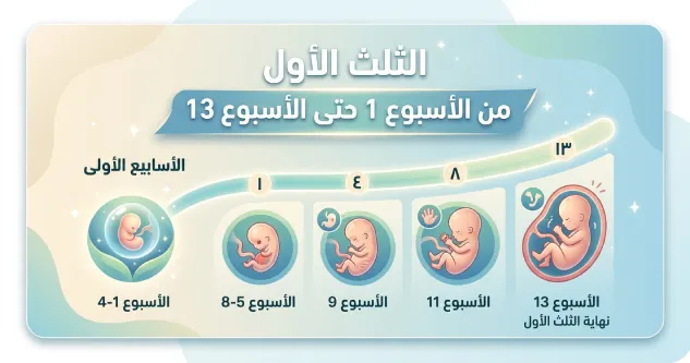 الثلث الأول: من الأسبوع 1 حتى الأسبوع 13