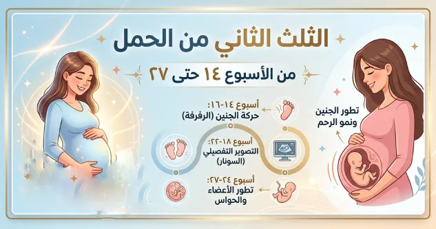 الثلث الثاني من الأسبوع 14 حتى 27