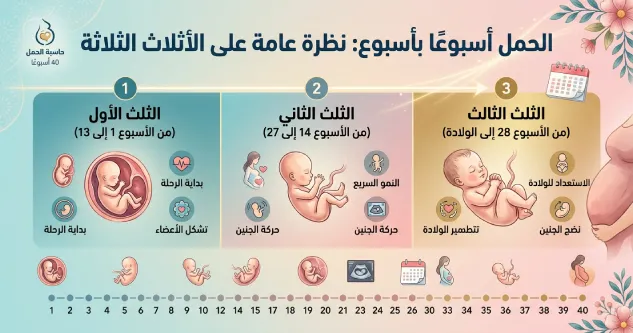 الحمل أسبوعًا بأسبوع: نظرة عامة على الأثلاث الثلاثة